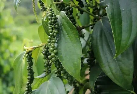 The King of Spices: Know All about Pepper Farming