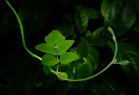 Plants Could Synthesis Food without Sunlight?