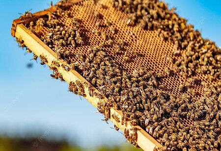 Apiculture: A Boon to Mankind