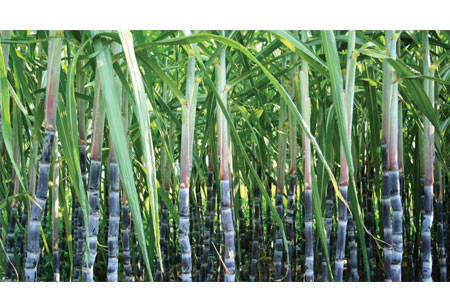 Govt. Approves Sugarcane FRP of Rs. 305 per Quintal for FY23 Season