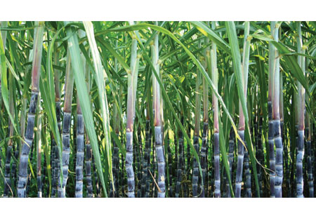 Govt. Approves Sugarcane FRP of Rs. 305 per Quintal for FY23 Season Govt. Approves Sugarcane FRP of Rs. 305 per Quintal for FY23 Season